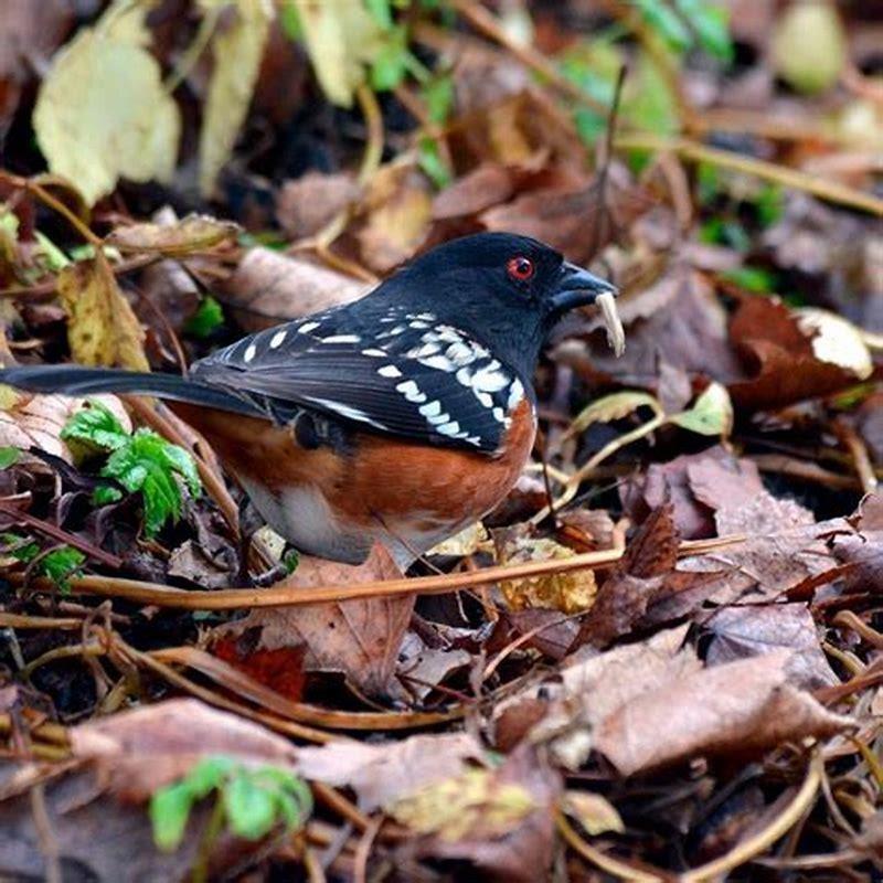 What birds Cannot be eaten?