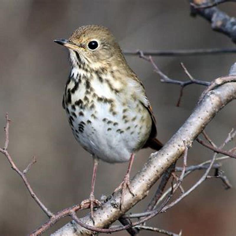 What birds chirp in the evening?