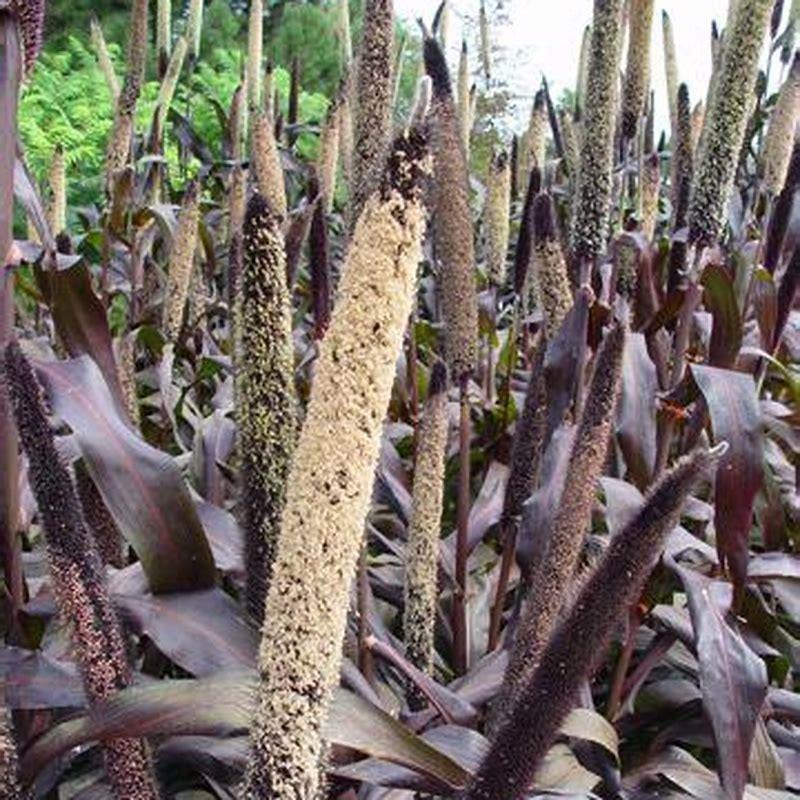 What birds does millet attract?