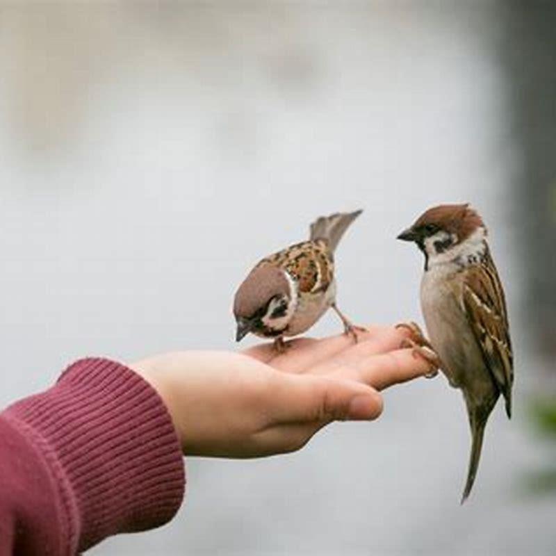 What birds eat mulberries in Australia?