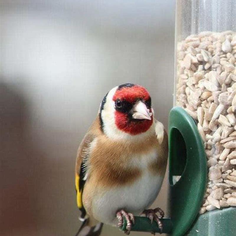 What birds eat sunflower hearts and chips?