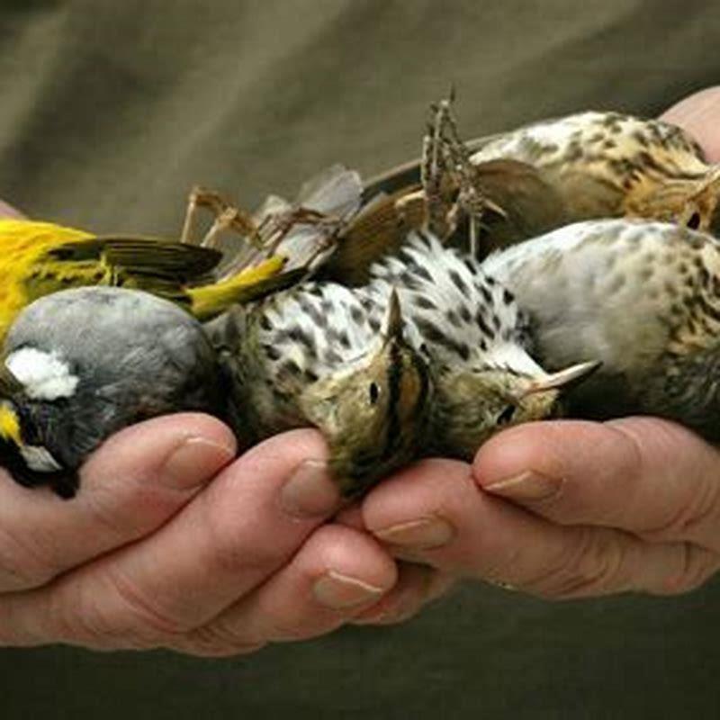 What birds have killed humans? - DIY Seattle