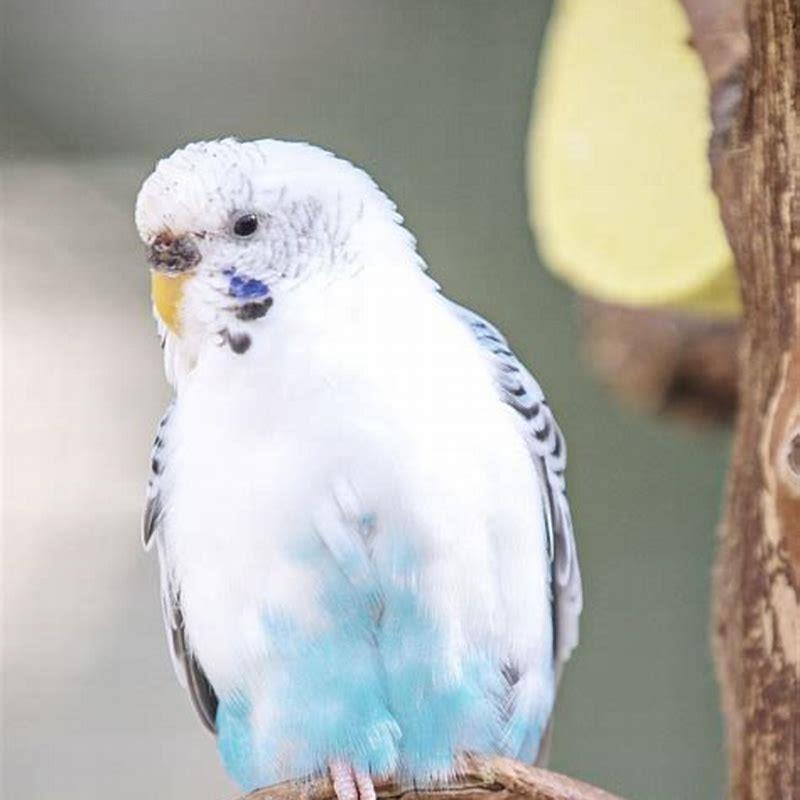What birds kill parakeets?