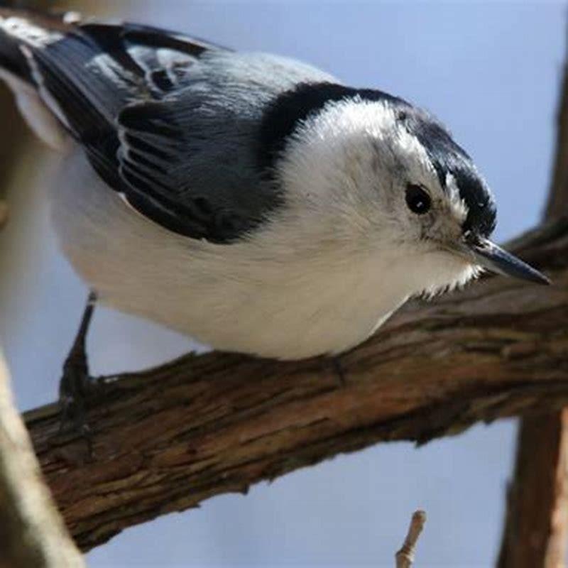 What Birds Stay In New England During The Winter