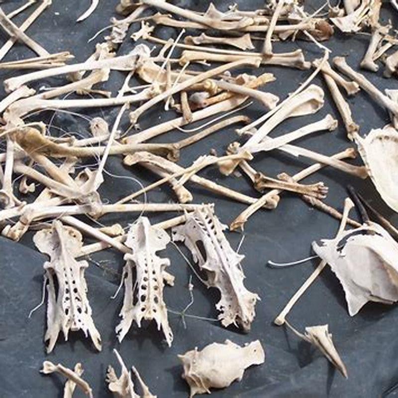 What bones have birds? - DIY Seattle