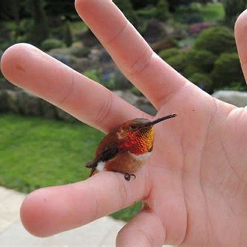 what-can-a-bee-hummingbird-do-diy-seattle