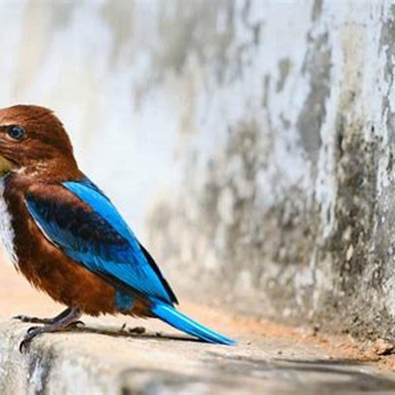 What can cause a bird to die suddenly?