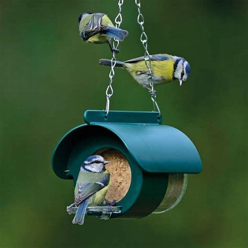 What can I feed a bird outside?