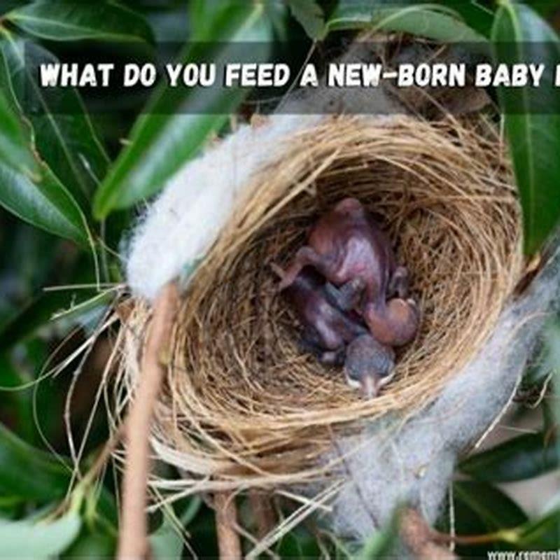 what-can-i-feed-a-wild-baby-bird-diy-seattle