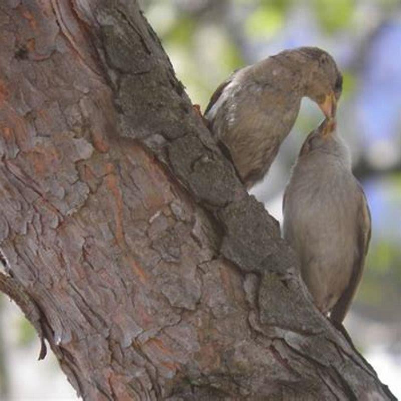 What can I feed a wild lovebird?