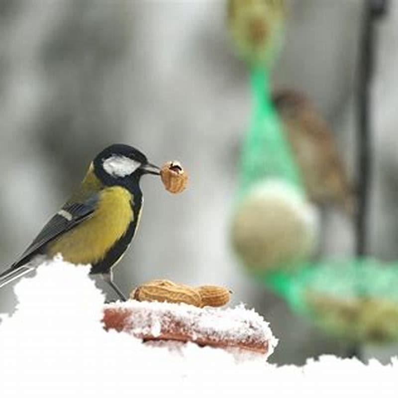 Do Birds Feed Less In Summer