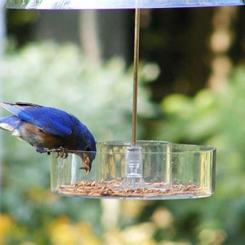 What Can I Put In My Yard To Attract Birds DIY Seattle