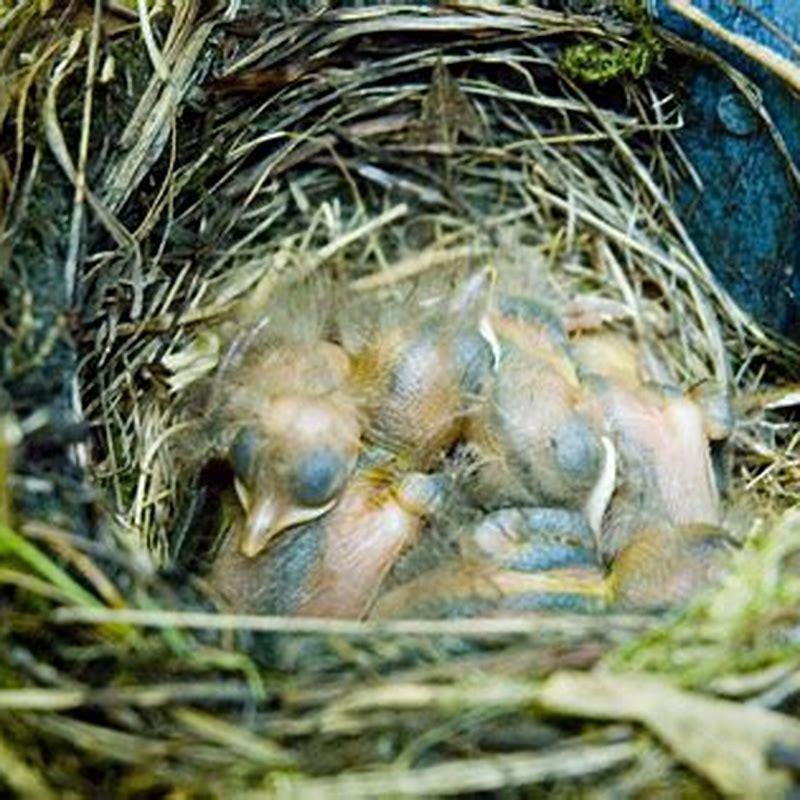 What can I put out for birds to make nests?