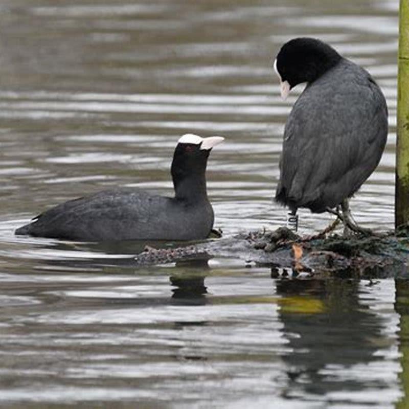 What can moorhens eat? DIY Seattle