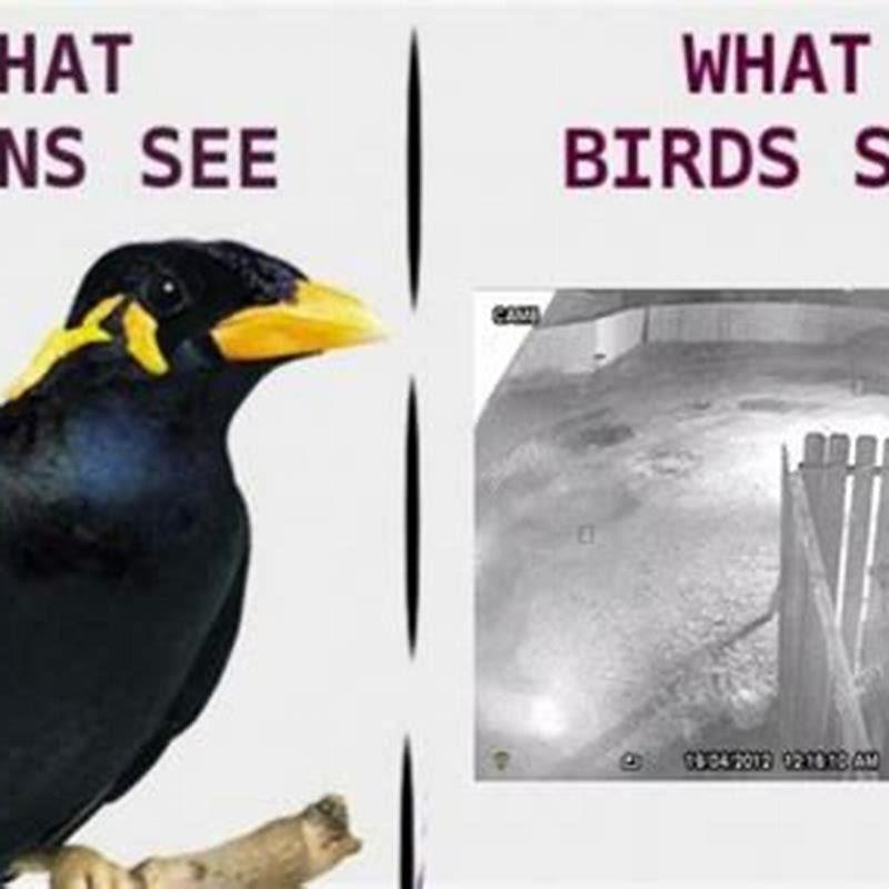 What category does a bird fall under?