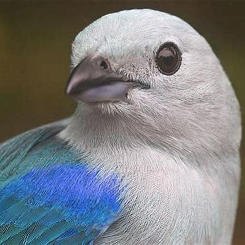 What colors are most visible to birds?