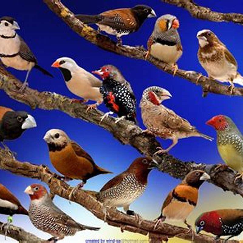 What colors do all birds like?