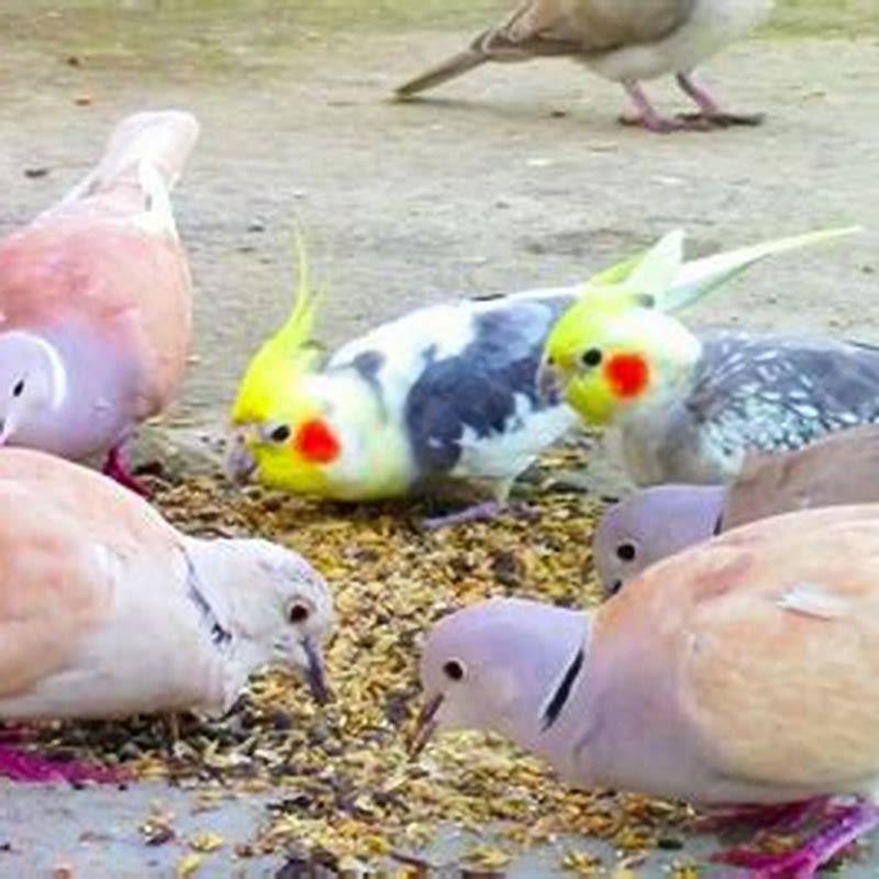 What colors do dove birds come in?
