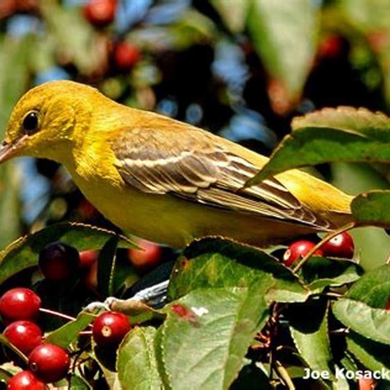 What Colors Stand Out To Birds DIY Seattle