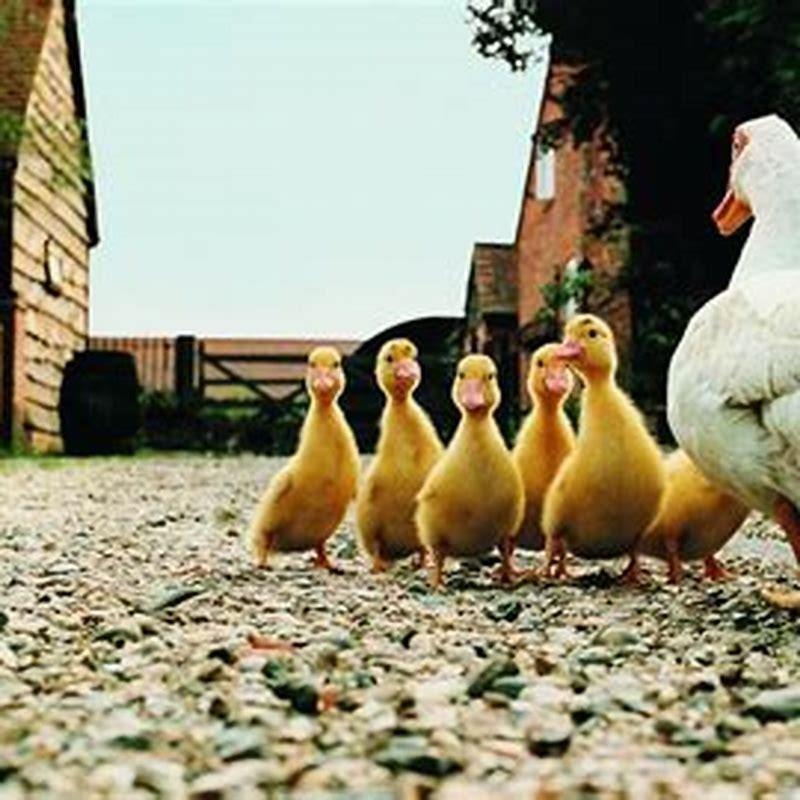 What do American ducks eat?