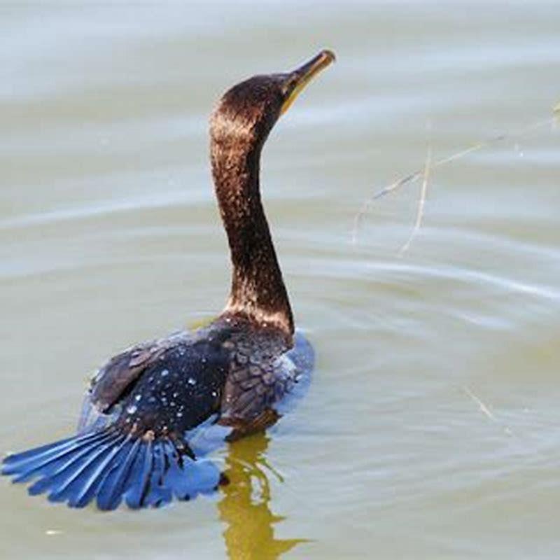 What do anhingas look like? - DIY Seattle