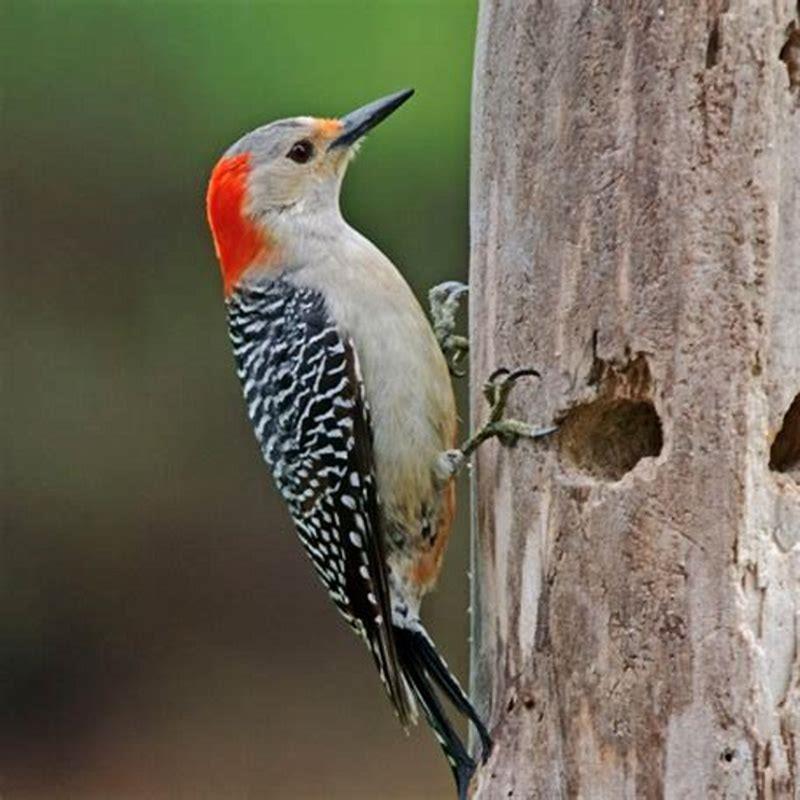 What do Arizona woodpeckers eat? DIY Seattle
