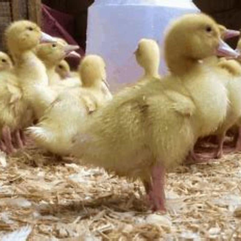 What Do Baby Eider Ducks Eat DIY Seattle