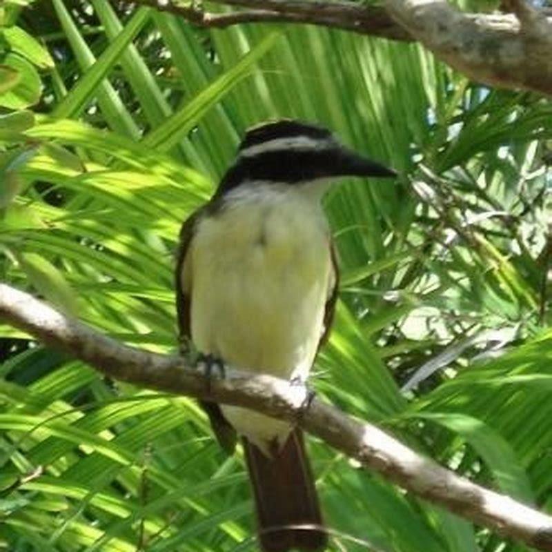 What do Bermuda petrel eat?