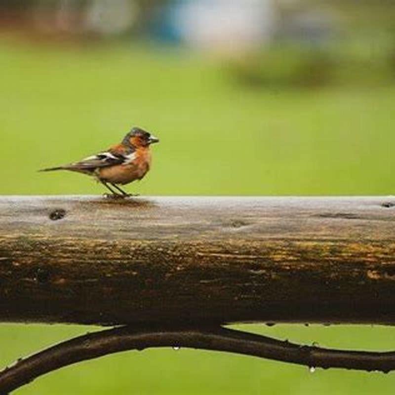 What do birds do during a storm?