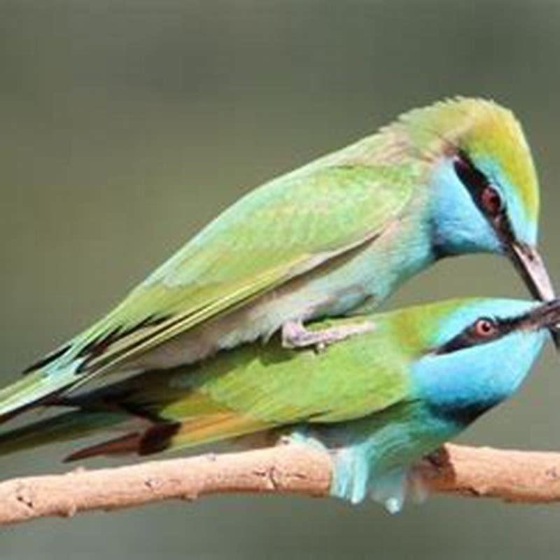 What do birds do to get a mate?