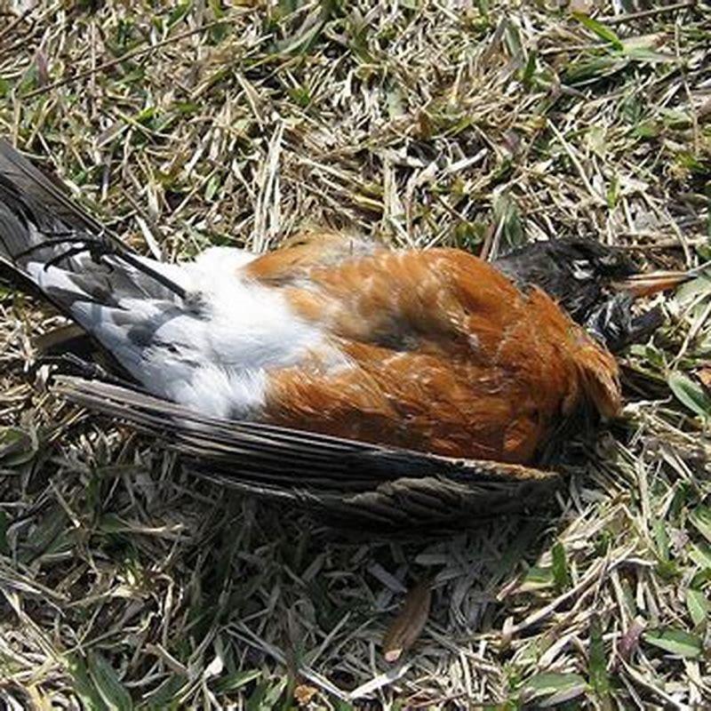 What do birds do with dead birds?
