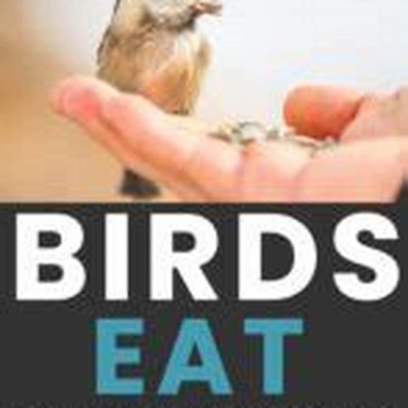 what-do-birds-eat-besides-diy-seattle