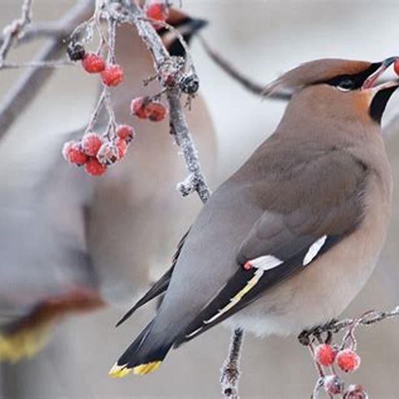 What Do Birds Eat In The Winter Snow