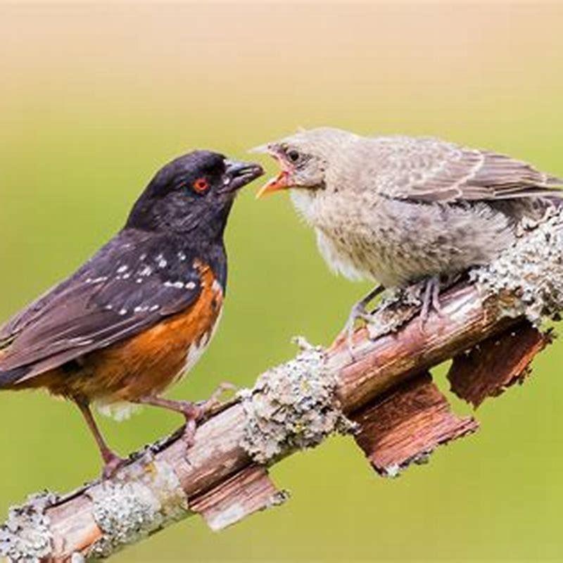 what-do-birds-eat-in-the-woods-diy-seattle