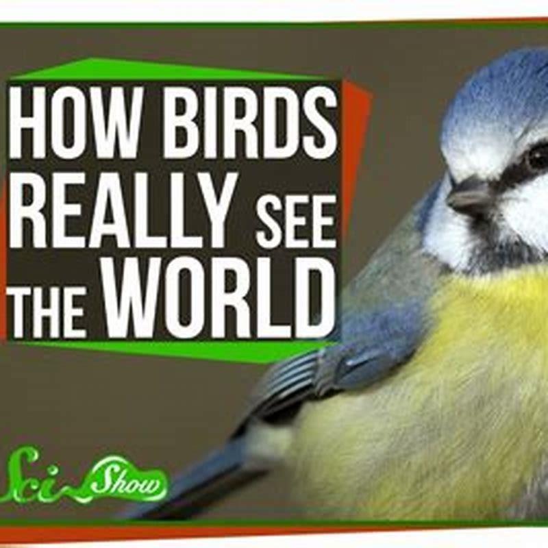 What do birds see us as?
