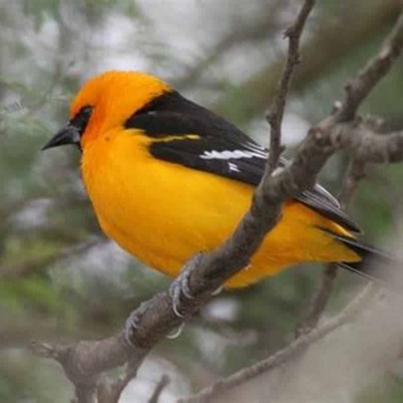 What do black hooded orioles eat?