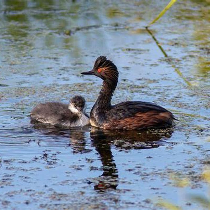 What do black necked grebe eat? - DIY Seattle