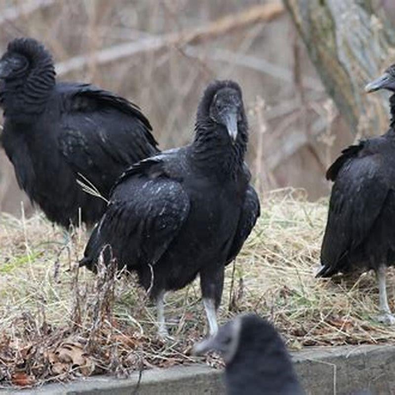 What do black vultures eat? - DIY Seattle