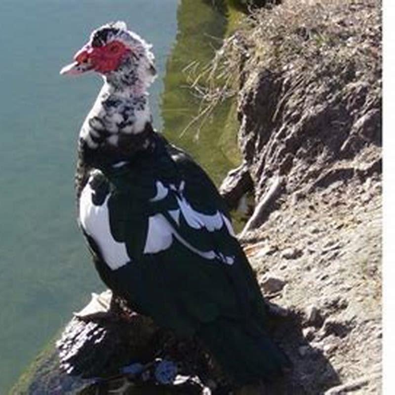 What do blue-billed ducks eat?