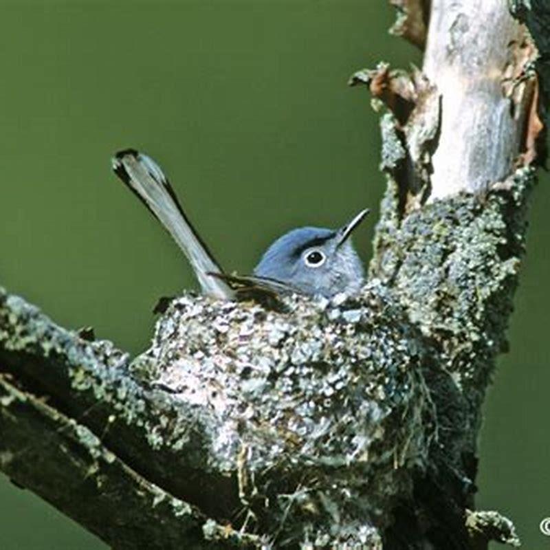 What do blue GREY Gnatcatchers eat?