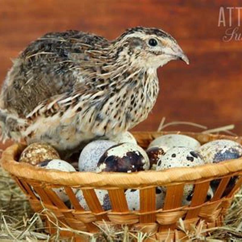 What do bobwhite quail like to eat? - DIY Seattle