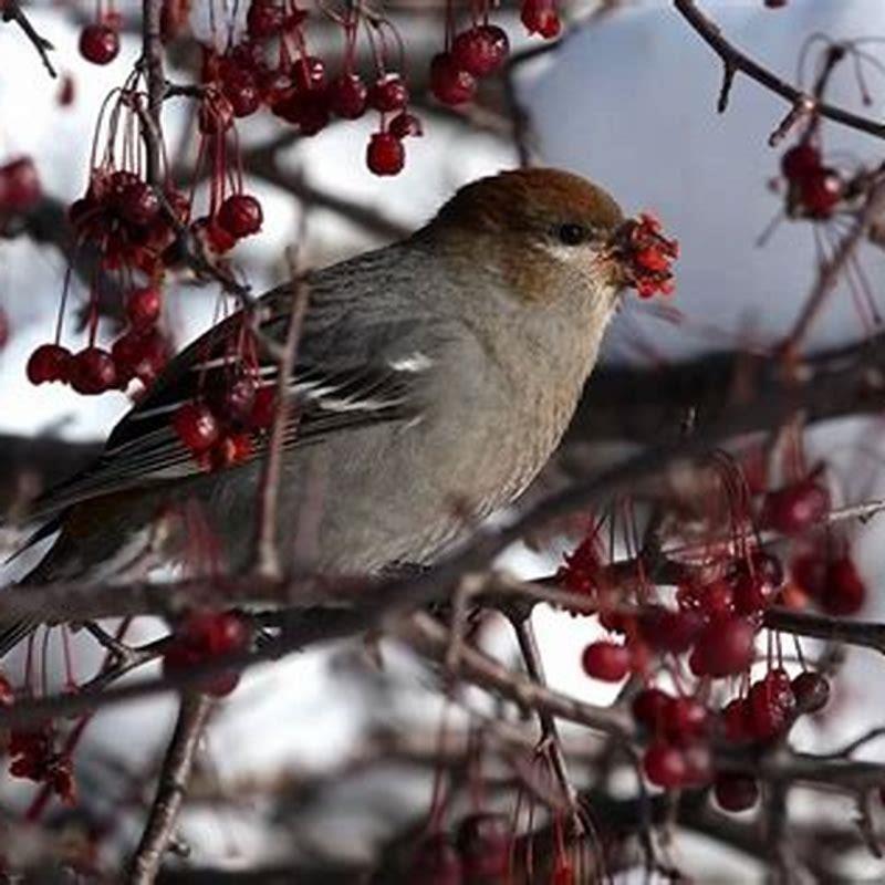 What do boreal birds eat?