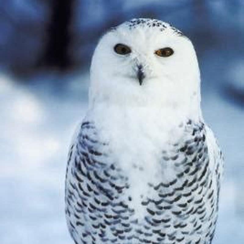 What do both birds and mammals have in common?