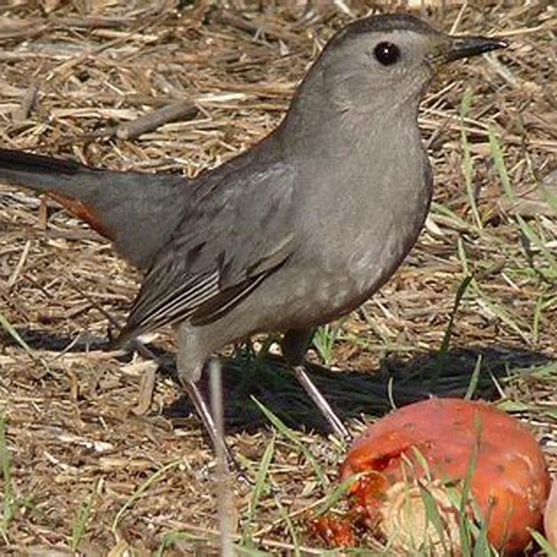 What do brown birds eat?