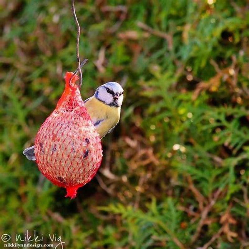 what-do-brown-jays-eat-diy-seattle