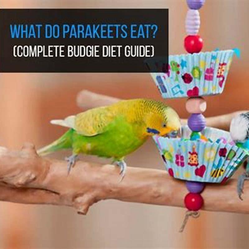 What do budgie birds eat? - DIY Seattle