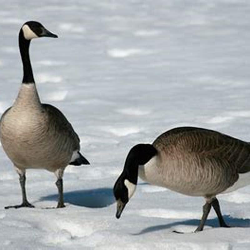 what-do-canadian-snow-geese-eat-diy-seattle