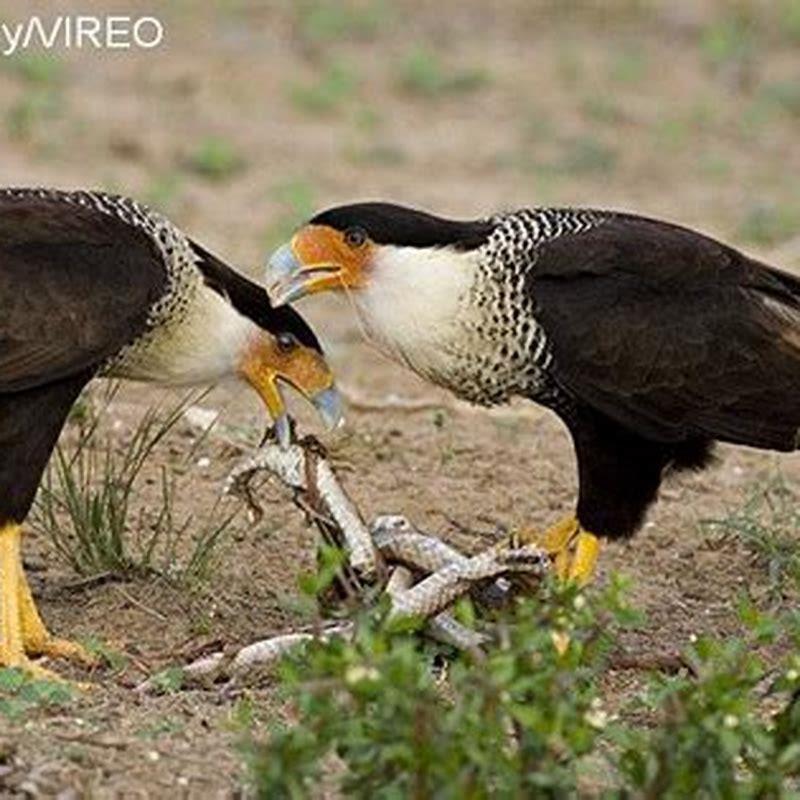 What do caracara bird eat? - DIY Seattle