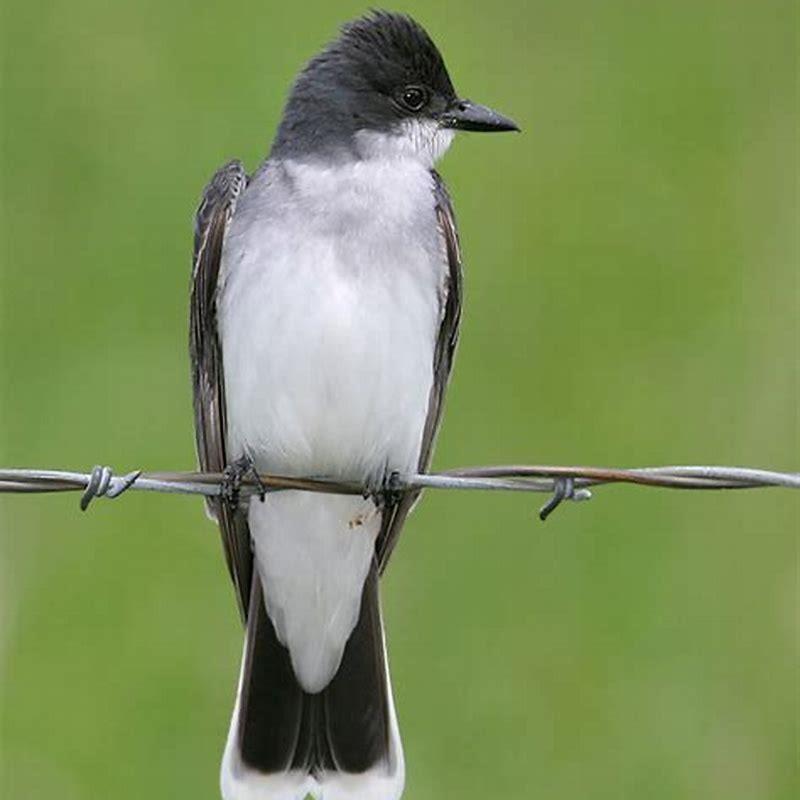 What do Cassin’s Kingbirds eat?