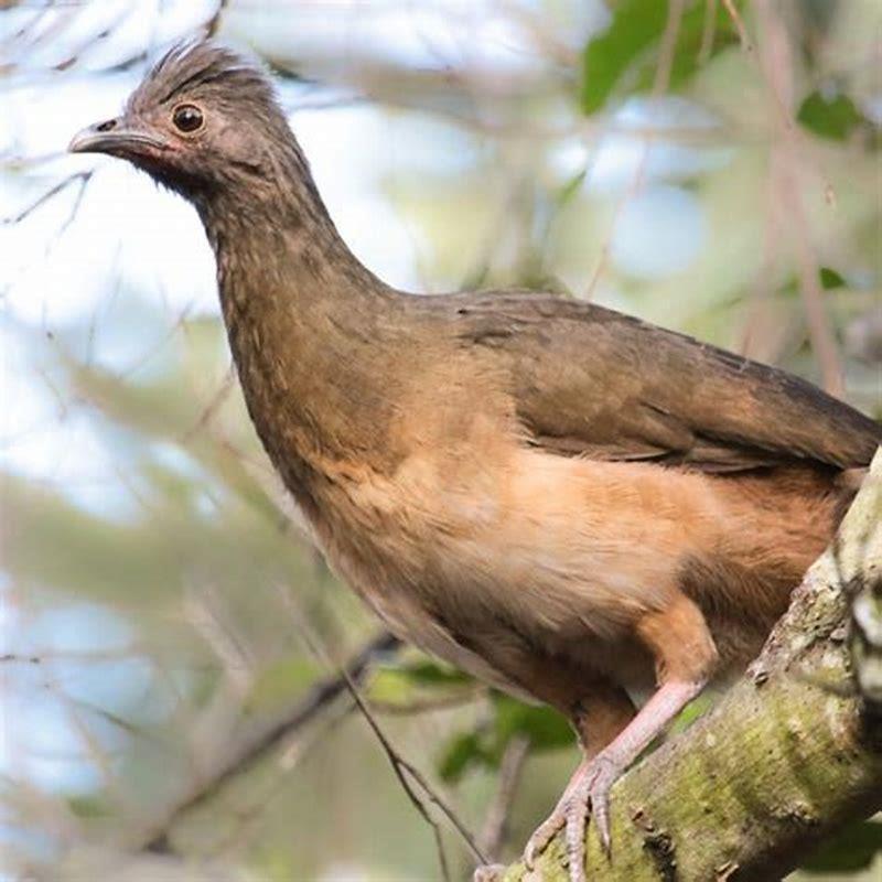 What Does A Chachalaca Sound Like